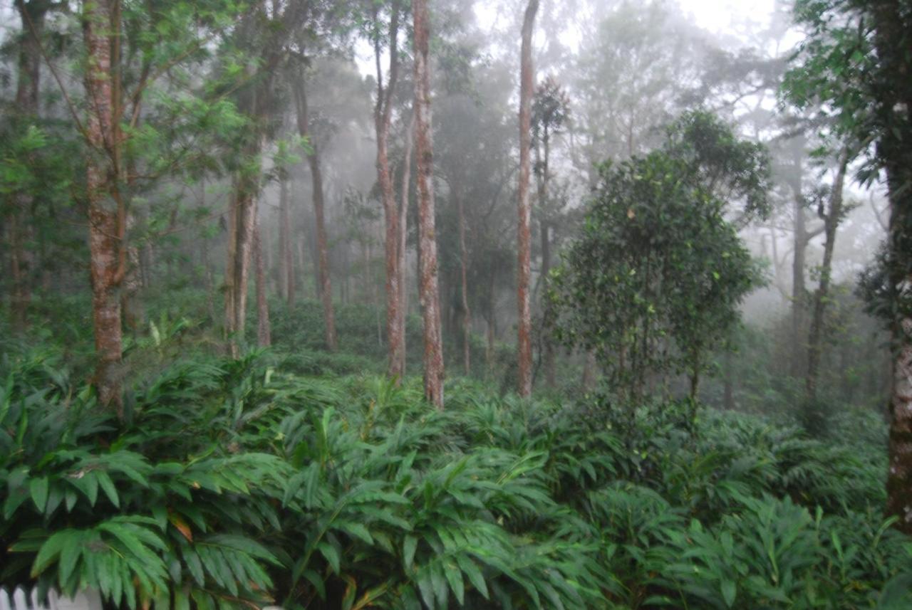 Greenspaces B&B Munnar Kültér fotó